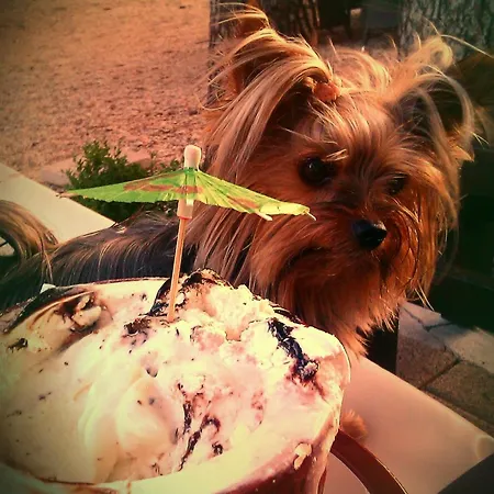 公寓 Pansion Ivana 巴什卡沃达